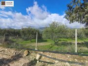 Galia Kreta, Galia Ein Olivenhain mit Persönlichkeit 3.805m² Grundstück kaufen